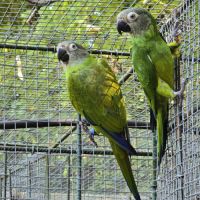Conures de weddell