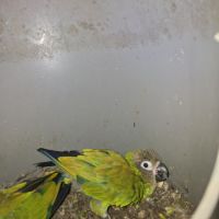 Conures de weddell #4