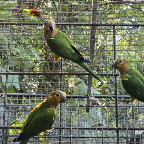 Conures cuivrées #2