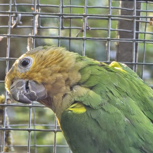 Conures cuivrées #0