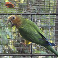 Conures cuivrées #1
