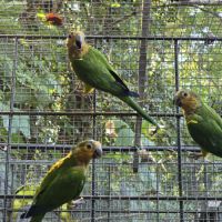 Conures cuivrées #2