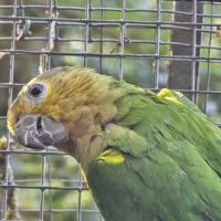 Conures cuivrées