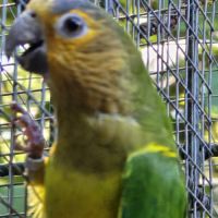 Conures cuivrées #4