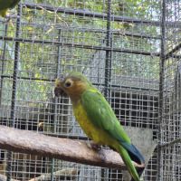 Conures cuivrées #5