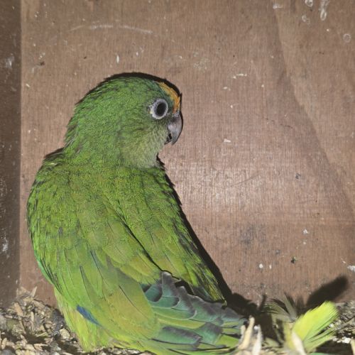 Conure couronnée