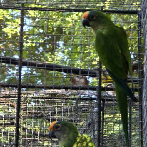 Conure couronnée #2