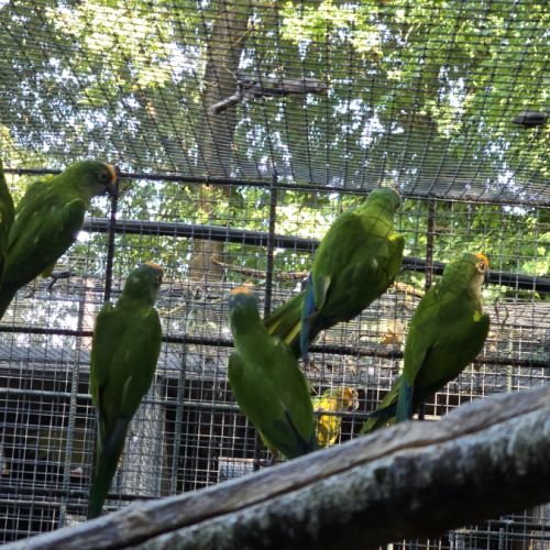 Conure couronnée #3