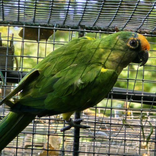 Conure couronnée #4