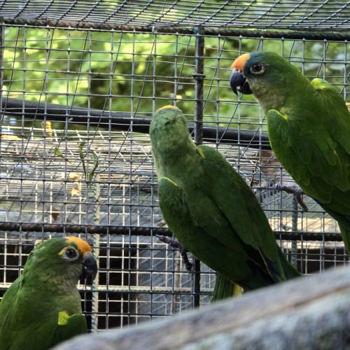 Conure couronnée #5
