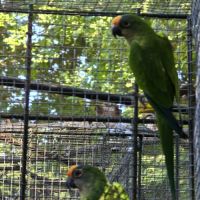 Conure couronnée #2