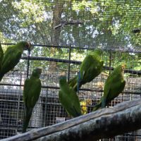Conure couronnée #3