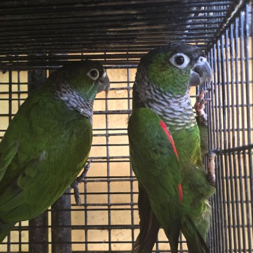 Conure de souancé
