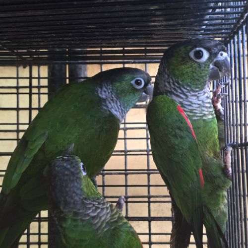 Conure de souancé #2