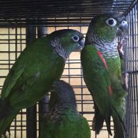Conure de souancé #3