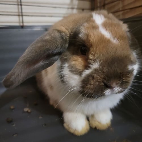 Lapin 8 mois #0