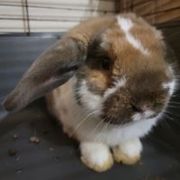 Lapin 8 mois