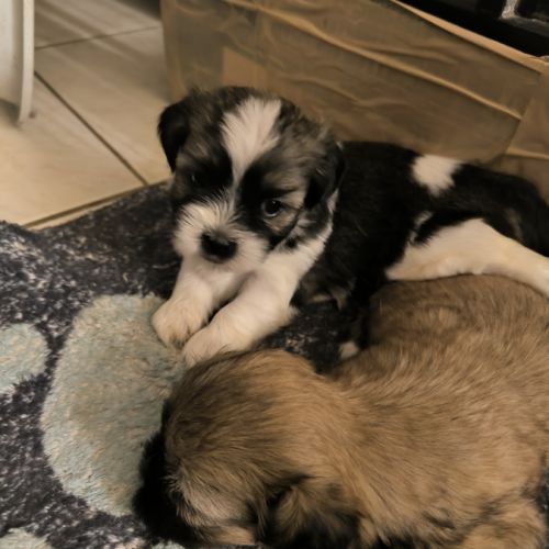 Chiots mâle et femelle shorkie tzu #2