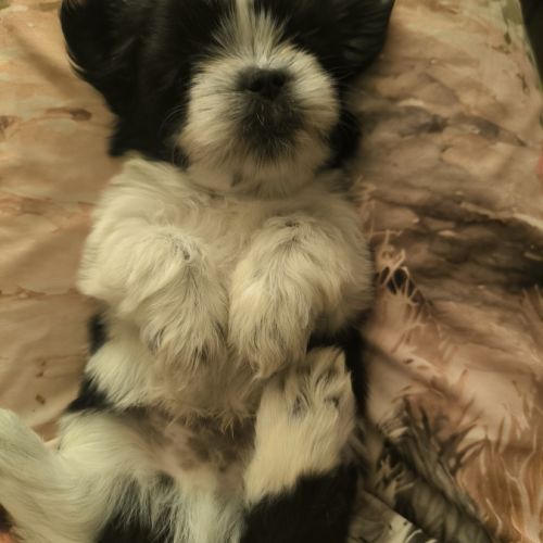 Chiots mâle et femelle shorkie tzu #4