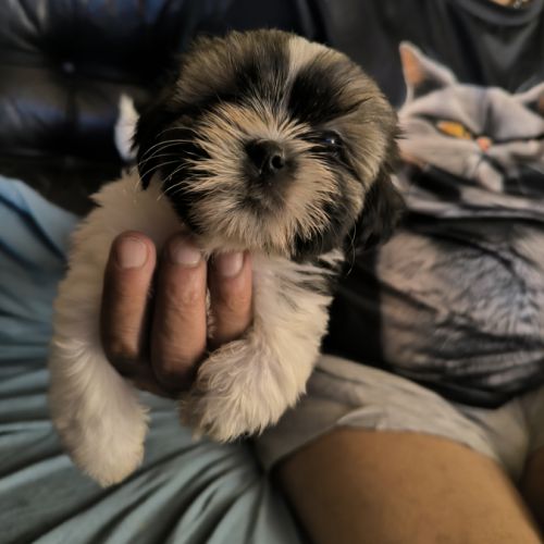 Chiots mâle et femelle shorkie tzu #0