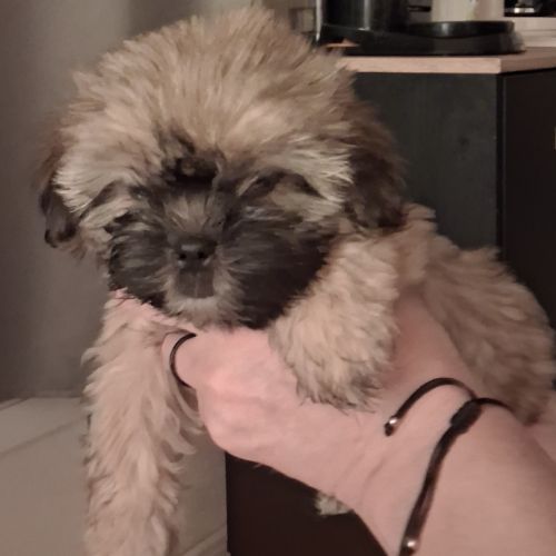 Chiot femelle shorkie tzu