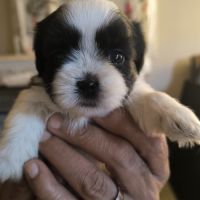 Chiots mâle et femelle shorkie tzu #1