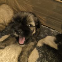 Chiots mâle et femelle shorkie tzu #3