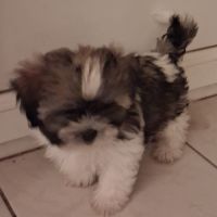 Chiot (s) femelle shorkie tzu