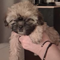 Chiot femelle shorkie tzu