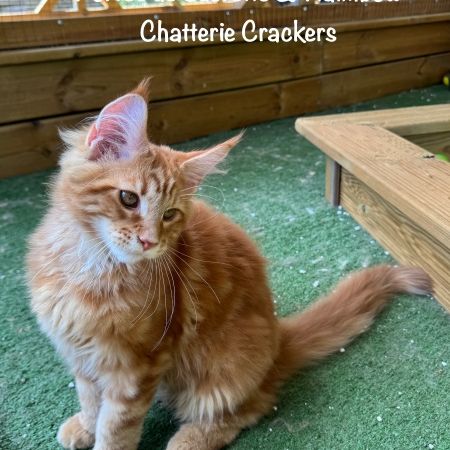 Superbes male maine coon red blotched tabby loof #3