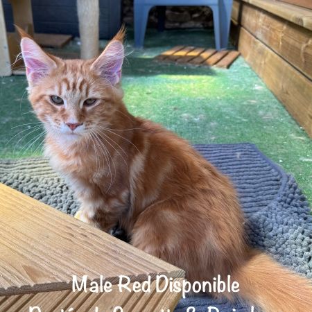 Superbes male maine coon red blotched tabby loof #7