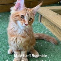 Superbes male maine coon red blotched tabby loof #1