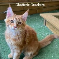 Superbes male maine coon red blotched tabby loof #2