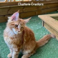 Superbes male maine coon red blotched tabby loof #3