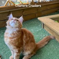 Superbes male maine coon red blotched tabby loof #4