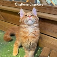 Superbes male maine coon red blotched tabby loof