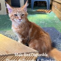 Superbes male maine coon red blotched tabby loof #6