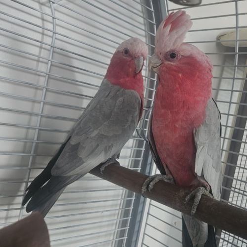 Couple rosalbin #1