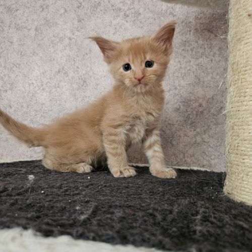 Chatons maine coon mâle loof