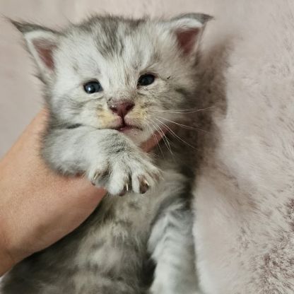 Chatons maine coon mâle loof #0
