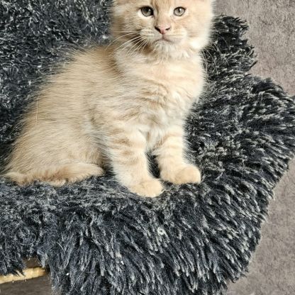Chatons maine coon mâle loof