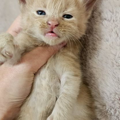 Chatons maine coon mâle loof #3