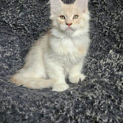 Chatons maine coon mâle loof #0