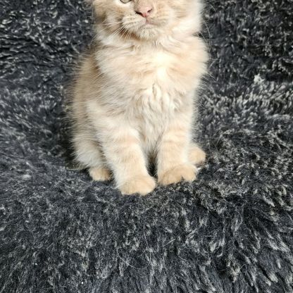 Chatons maine coon mâle loof #2