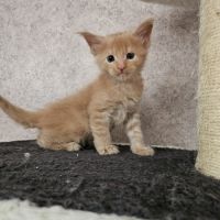 Chatons maine coon mâle loof