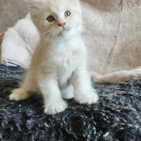 Chatons maine coon mâle loof