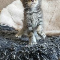 Chatons maine coon mâle loof