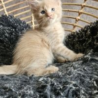 Chatons maine coon mâle loof