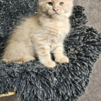 Chatons maine coon mâle loof