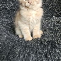 Chatons maine coon mâle loof #2